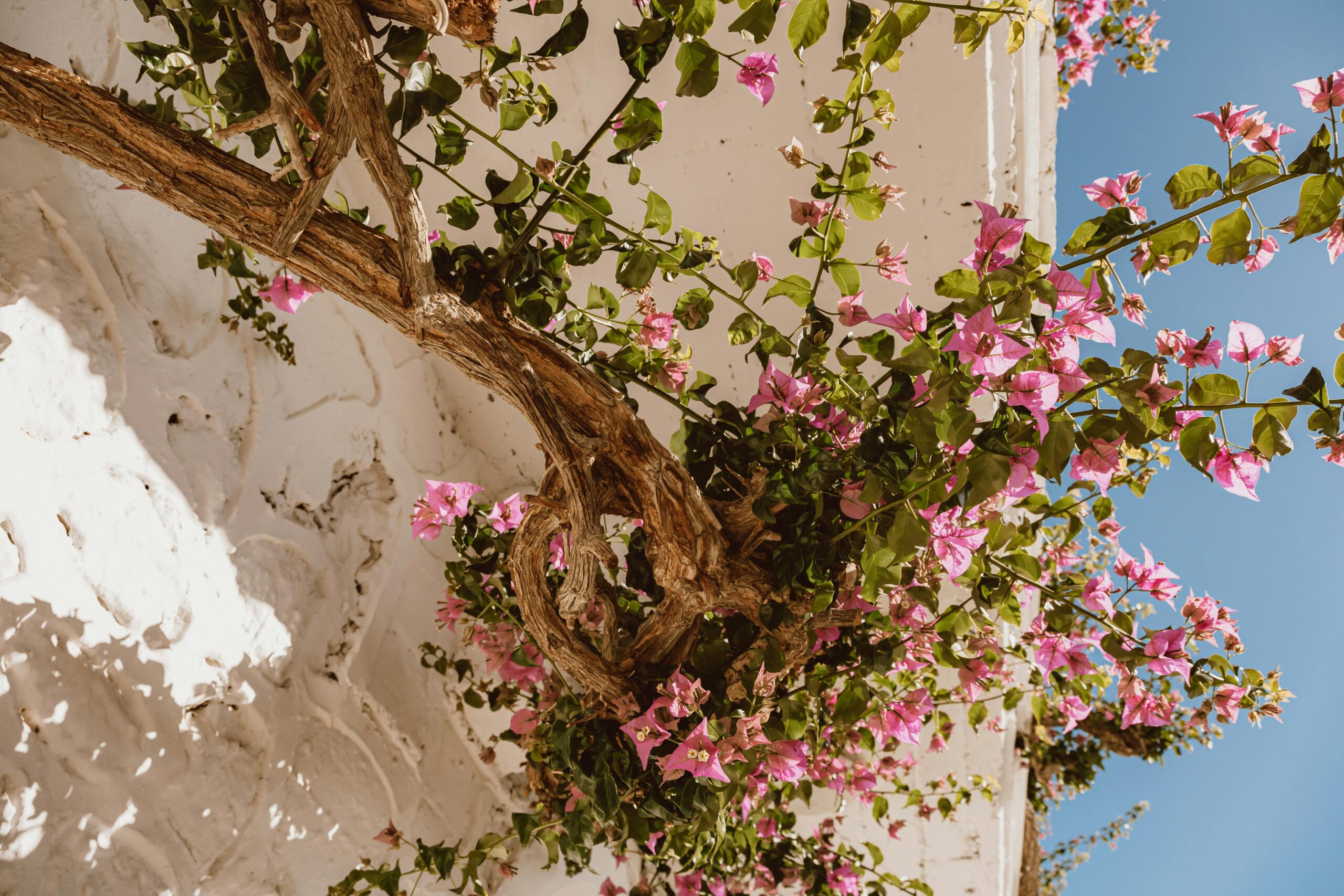 pexels roman odintsov 6585279